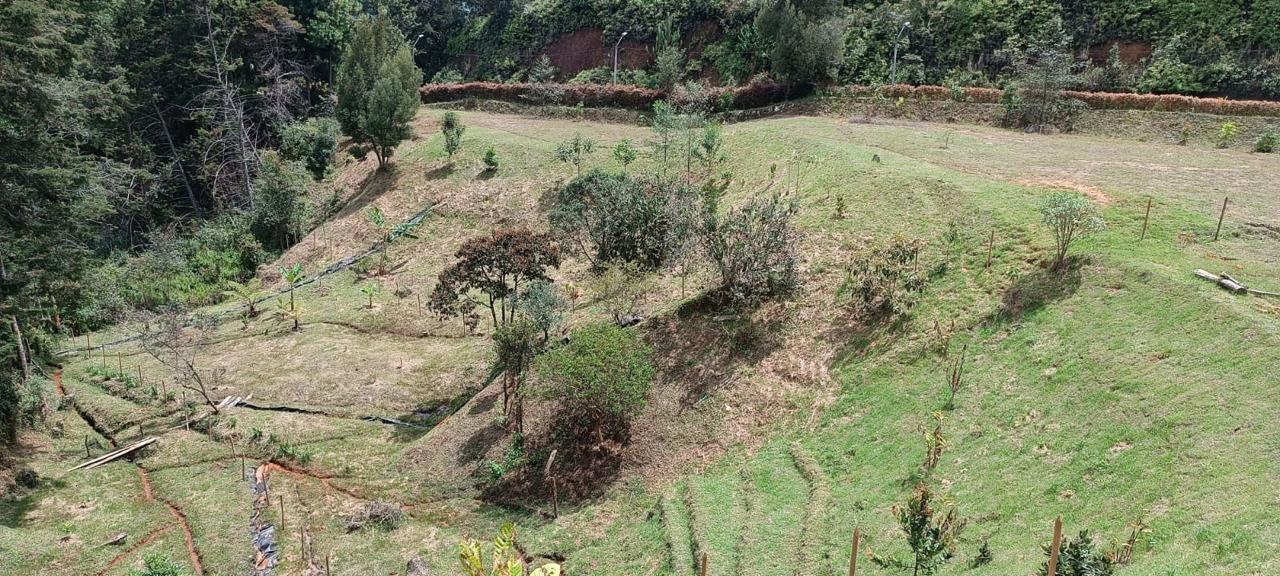 Lote la variante