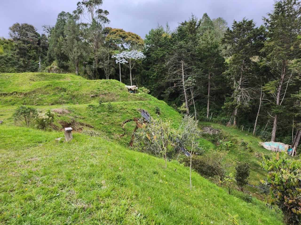 Lote la variante