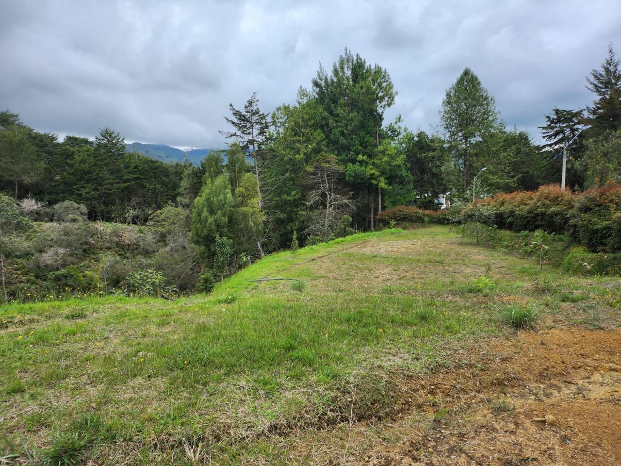 Lote la variante
