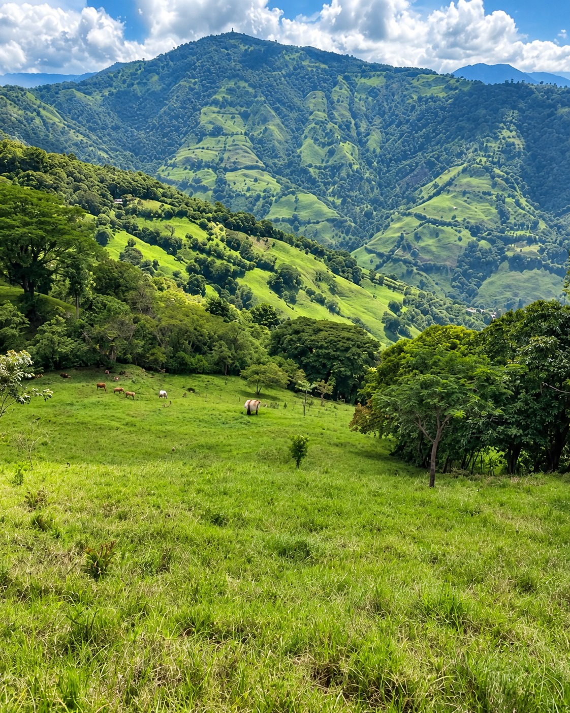 Finca en venta, Armenia Mantequilla