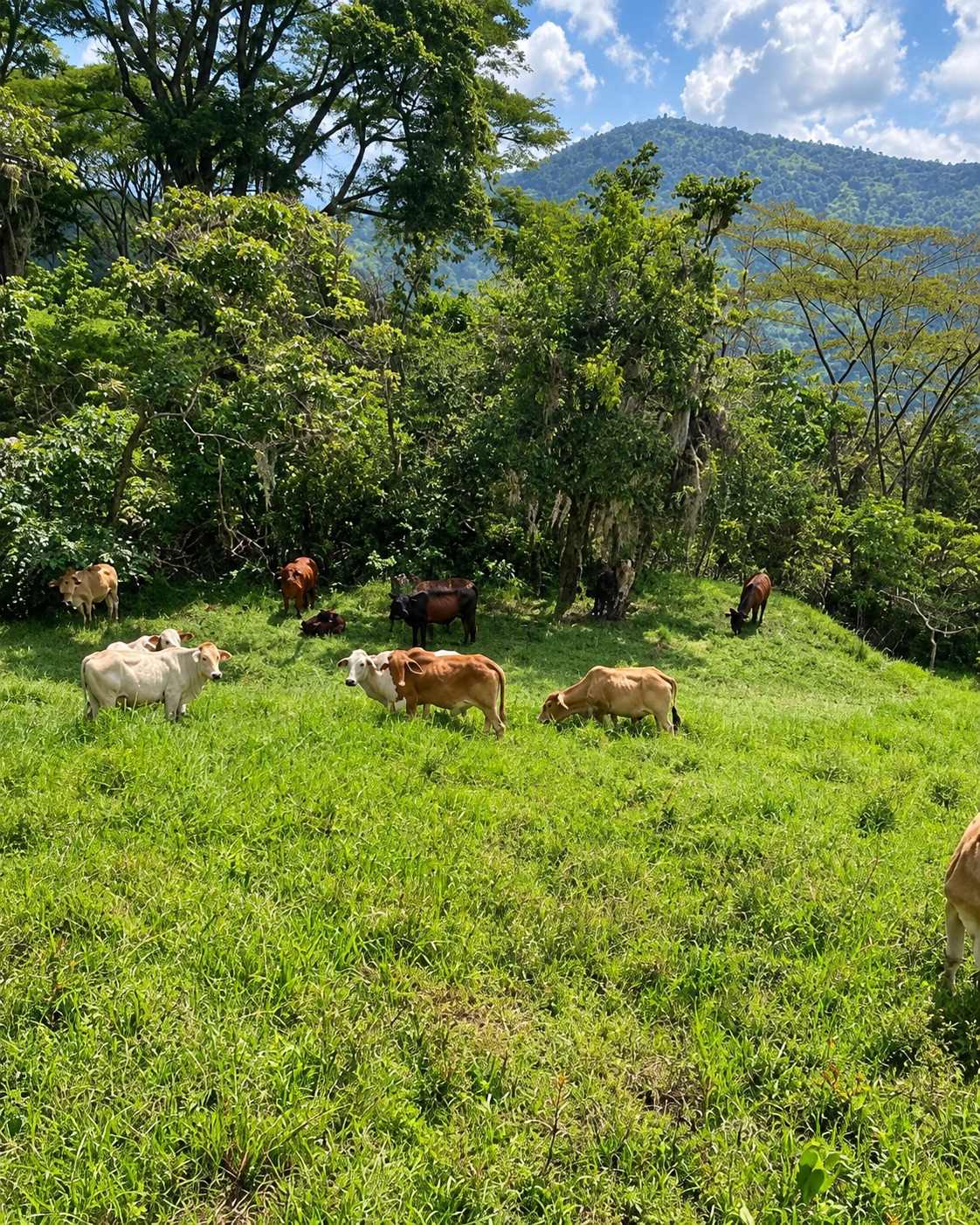 Finca en venta, Armenia Mantequilla
