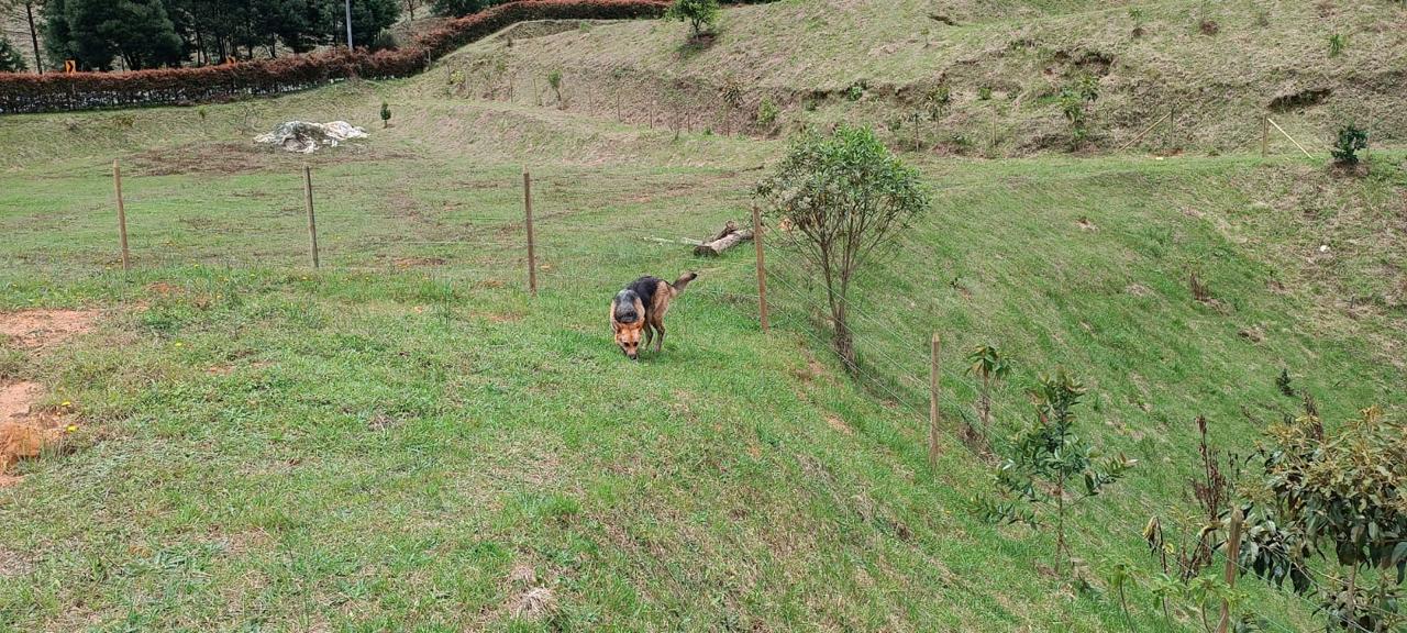 Lote la variante