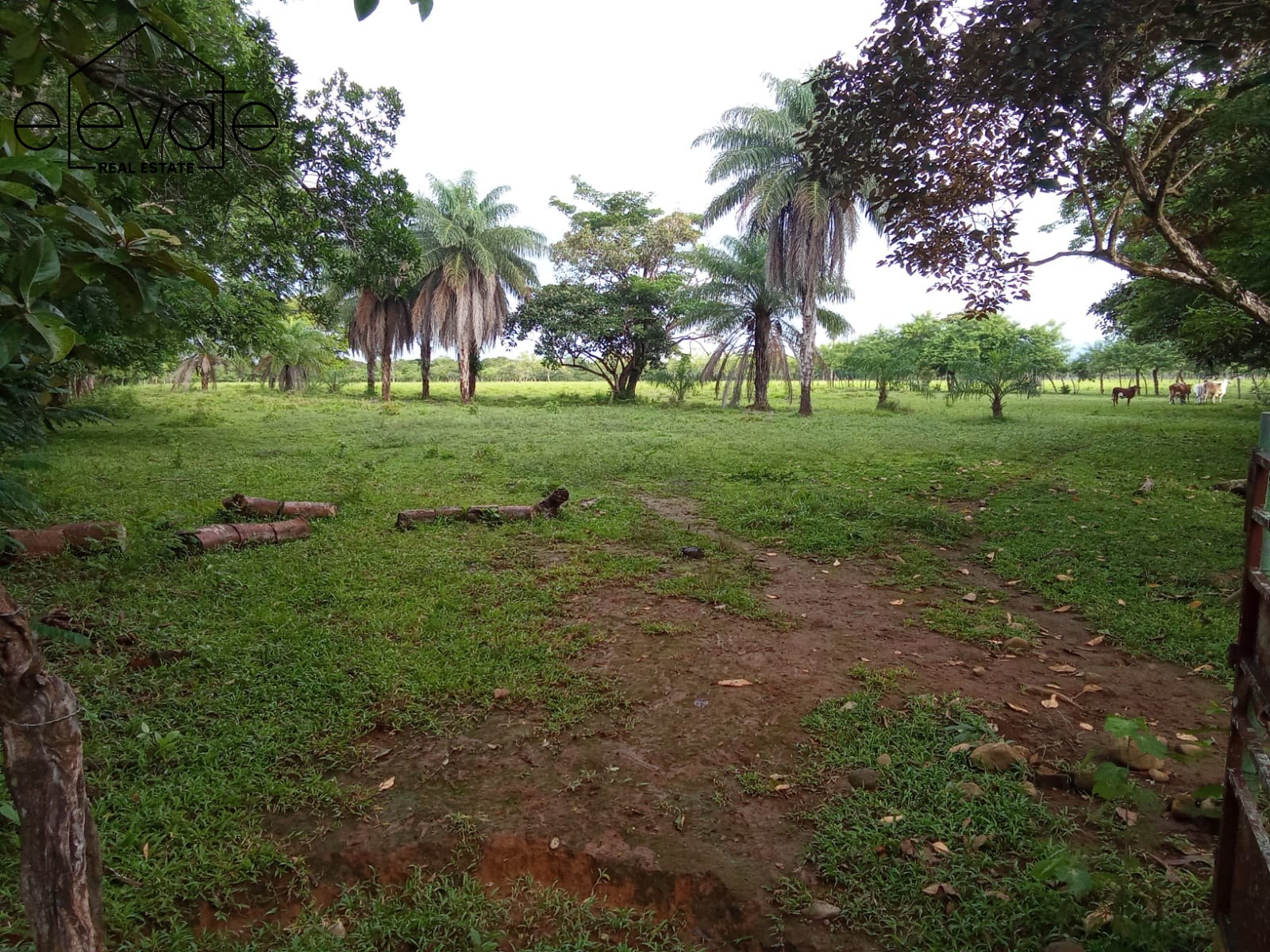 FINCA EN DAVID CHIRIQUI