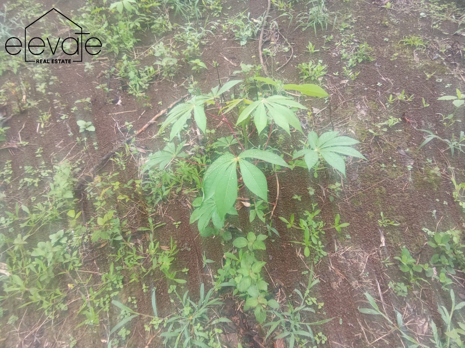 FINCA EN DAVID CHIRIQUI