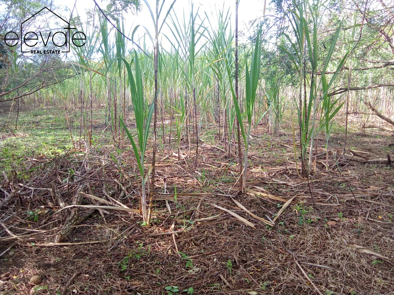 FINCA EN DAVID CHIRIQUI