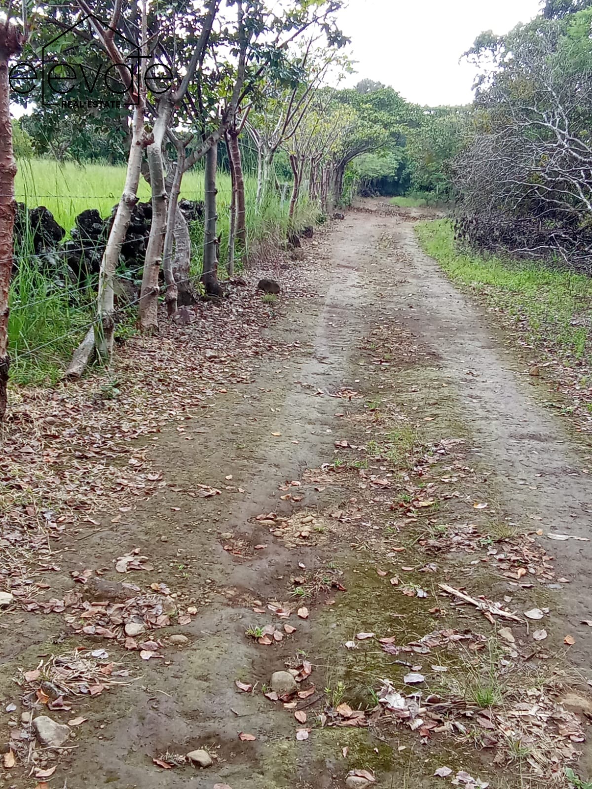 FINCA EN DAVID CHIRIQUI