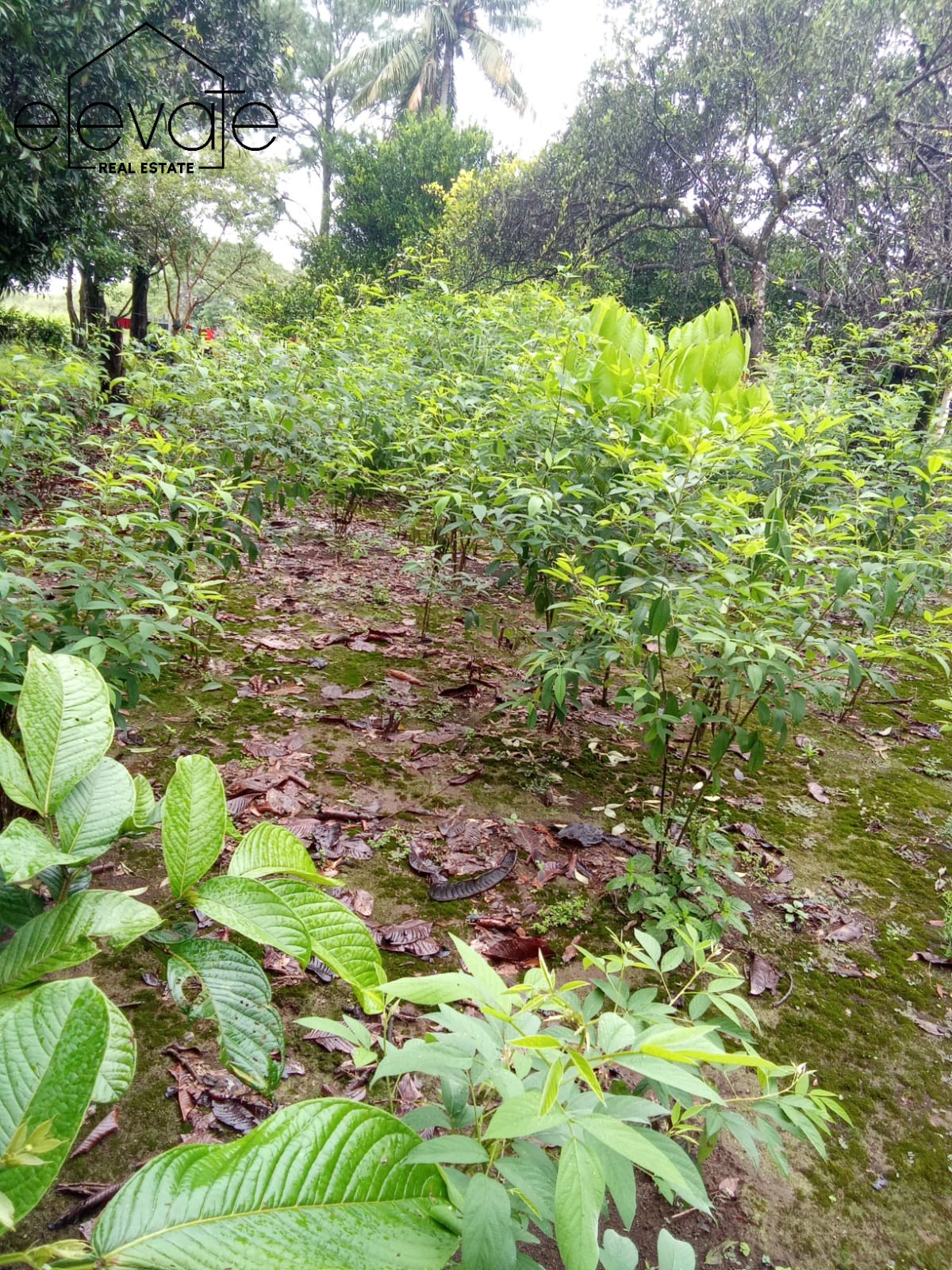 FINCA EN DAVID CHIRIQUI