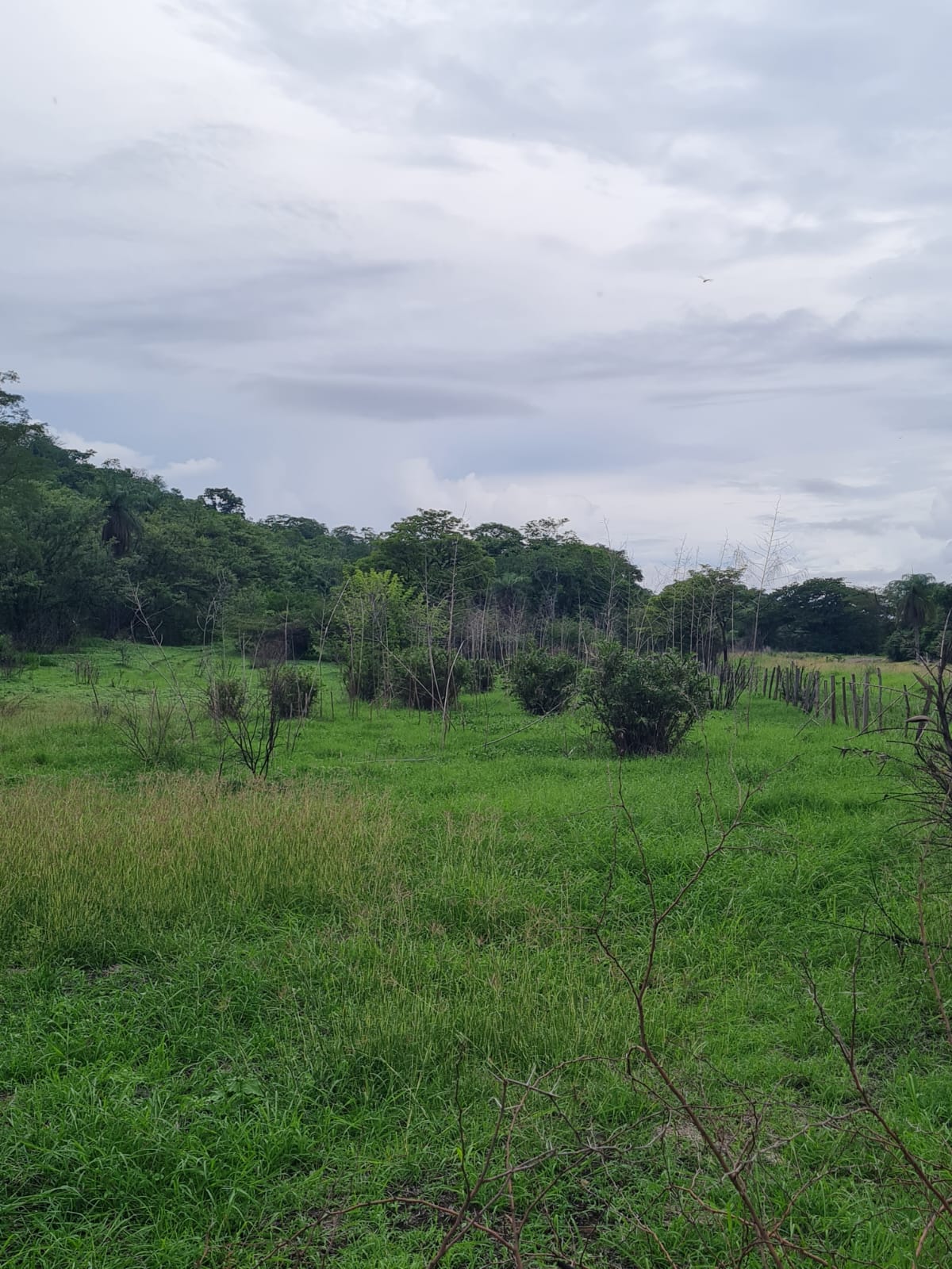 VENTA DE FINCA, GUANACASTE, BAGACES