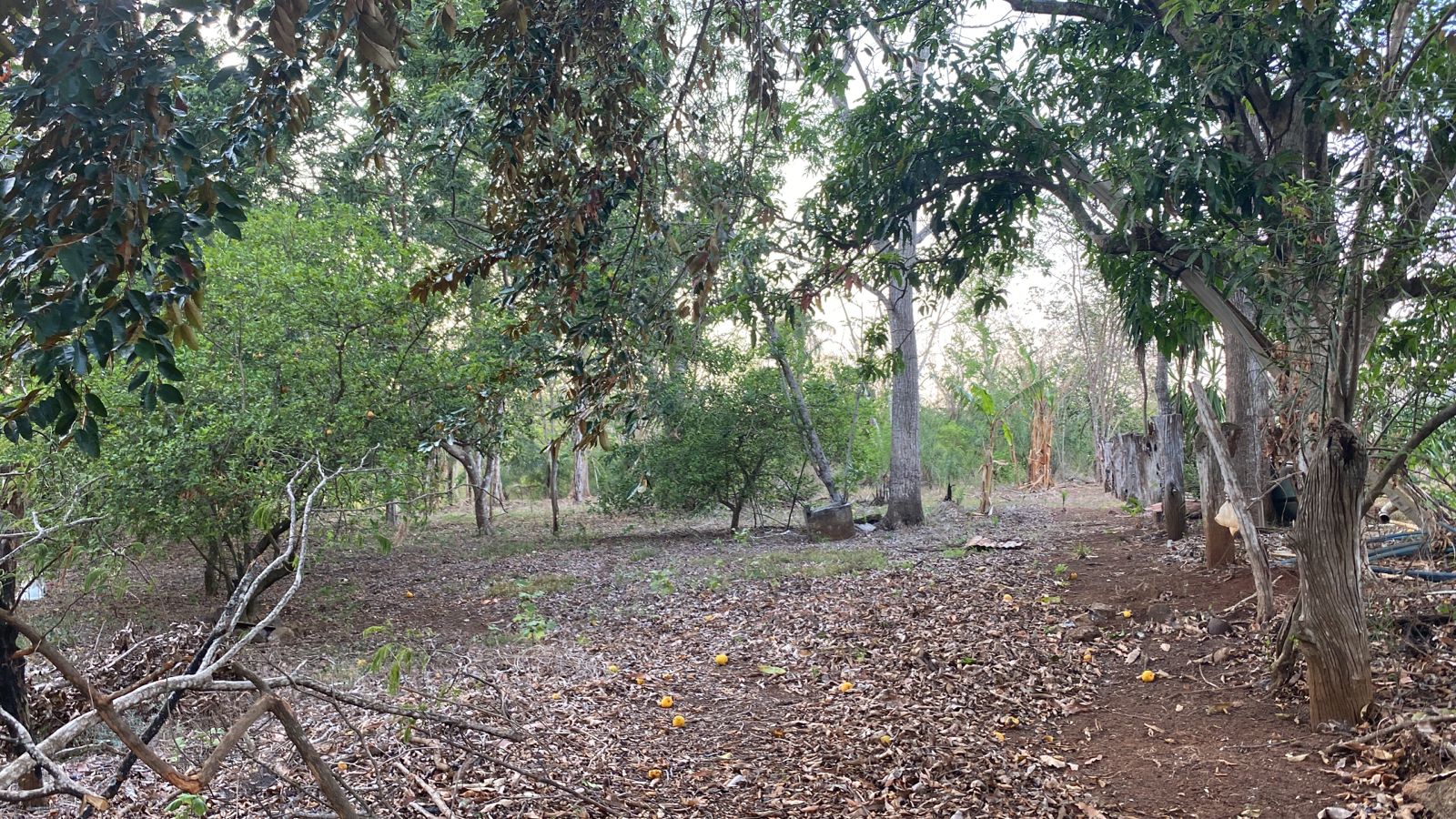 VENTA DE LOTE, ALAJUELA, OROTINA, COYOLAR
