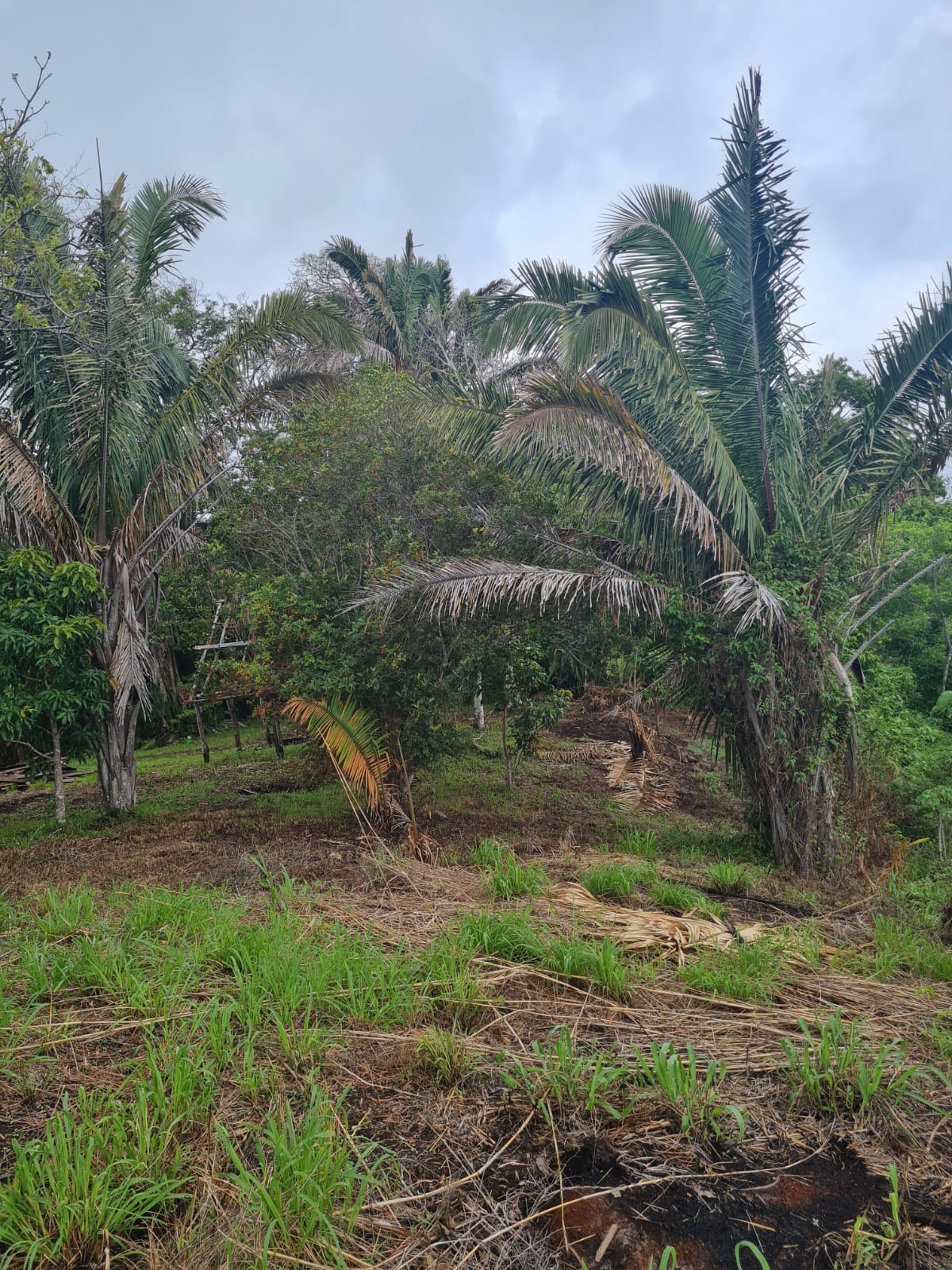 VENTA DE FINCA, GUANACASTE, SANTA CRUZ, RETALLANO