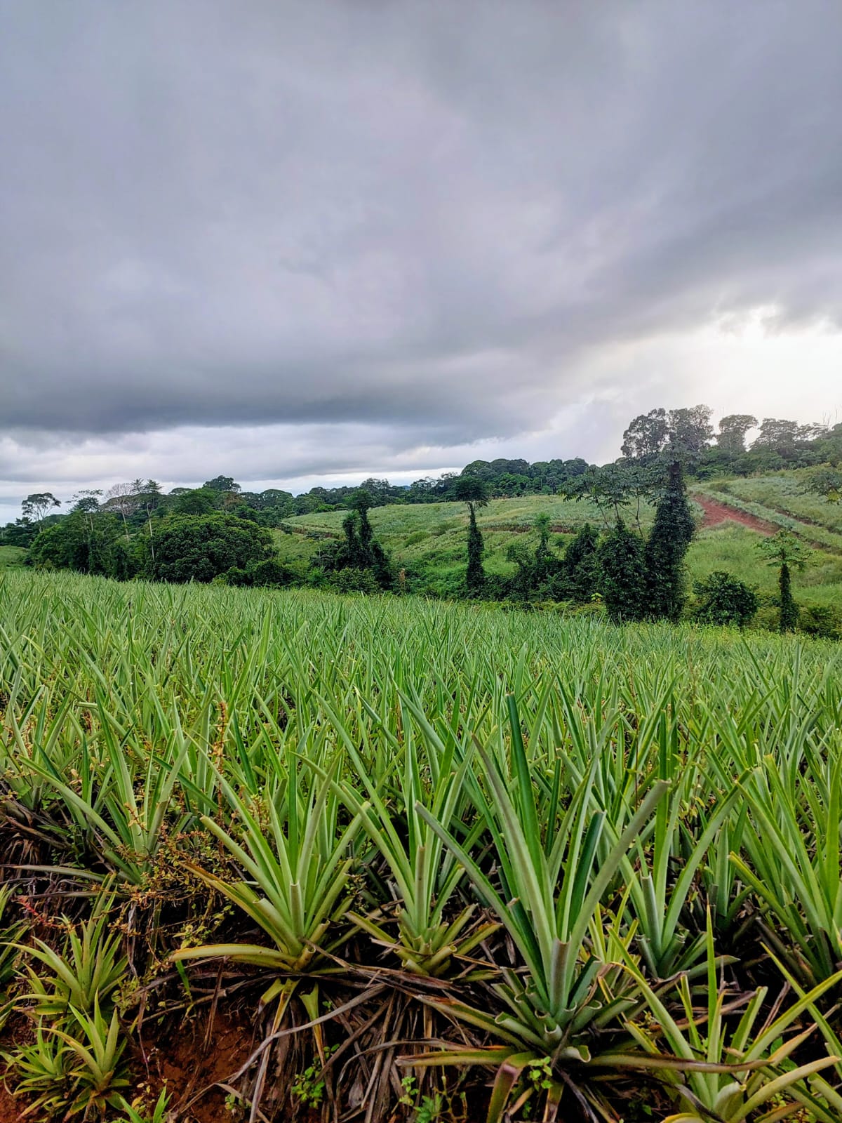 VENTA DE FINCA, HEREDIA, SARAPIQUÍ, GOLFITO, LA CUREÑA