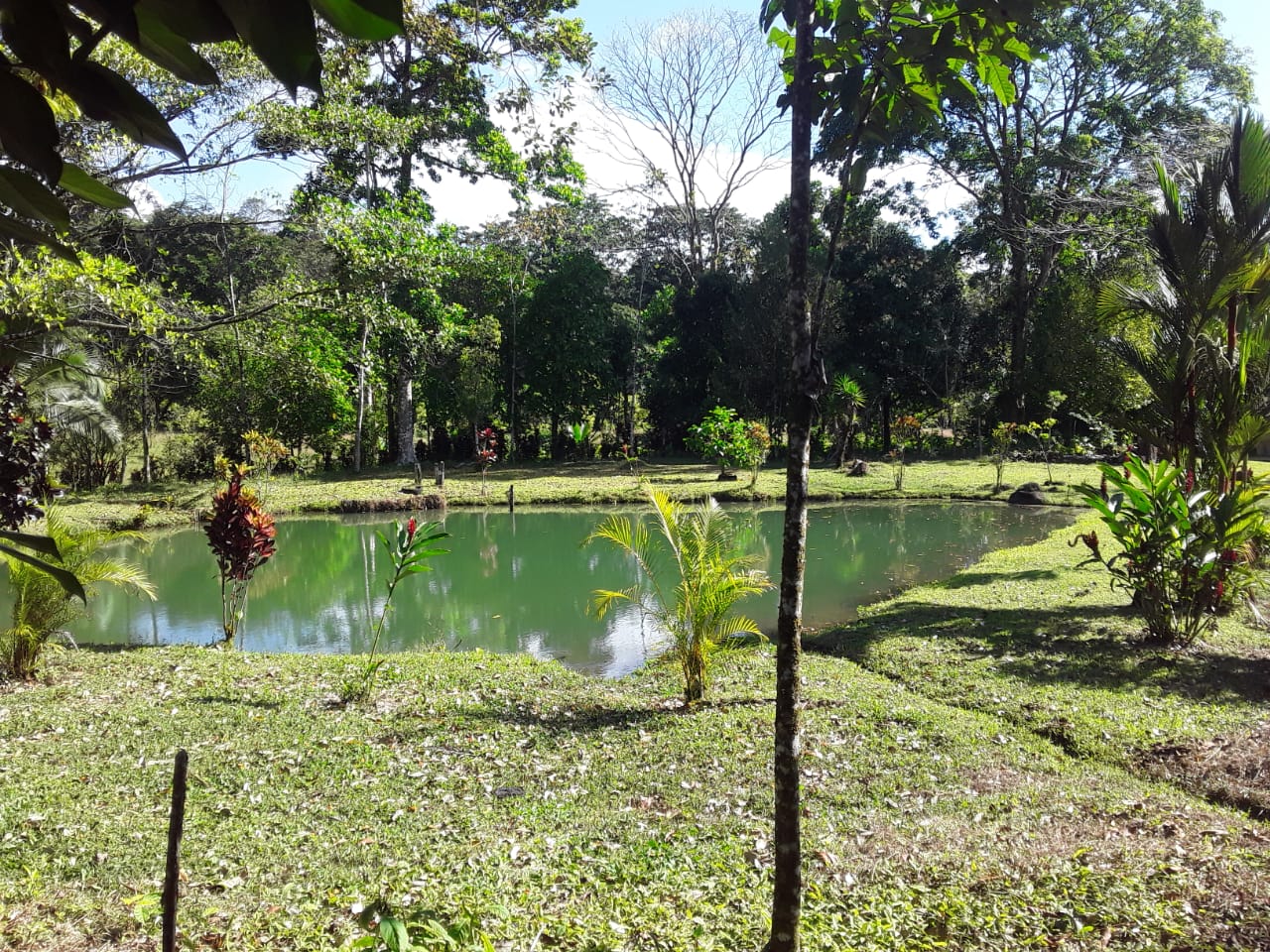VENTA DE FINCA, USO MIXTO, ALAJUELA, SAN CARLOS, LA TIGRA