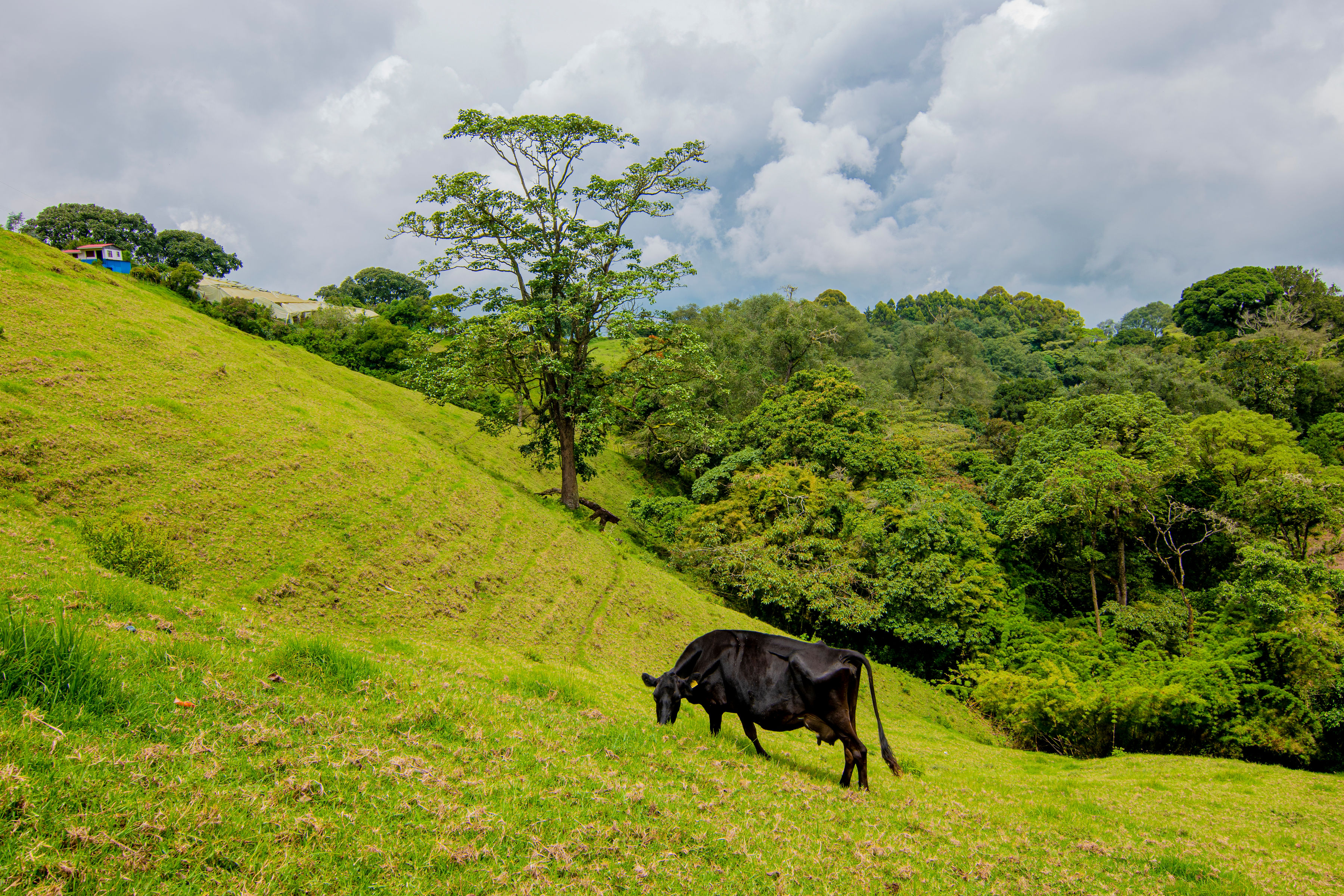 VENTA DE FINCA, CARTAGO, CARTAGO, LLANO GRANDE