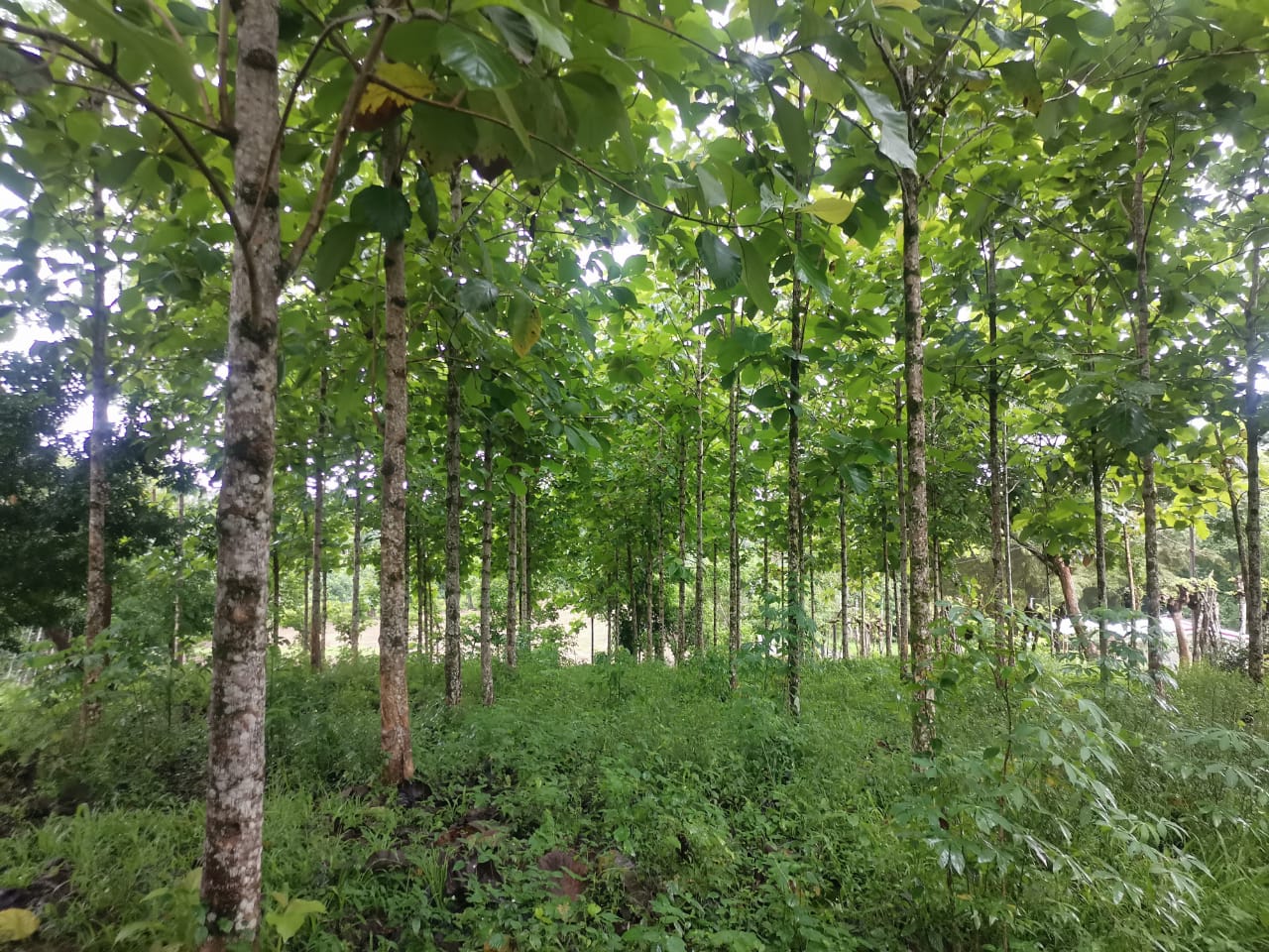 VENTA DE QUINTA , ALAJUELA, SAN CARLOS, POCOSOL