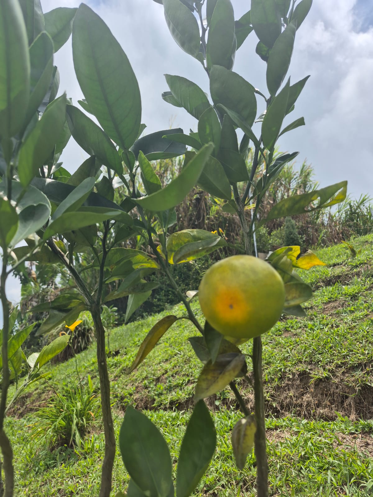 VENDO CASA FINCA EN FREDONIA