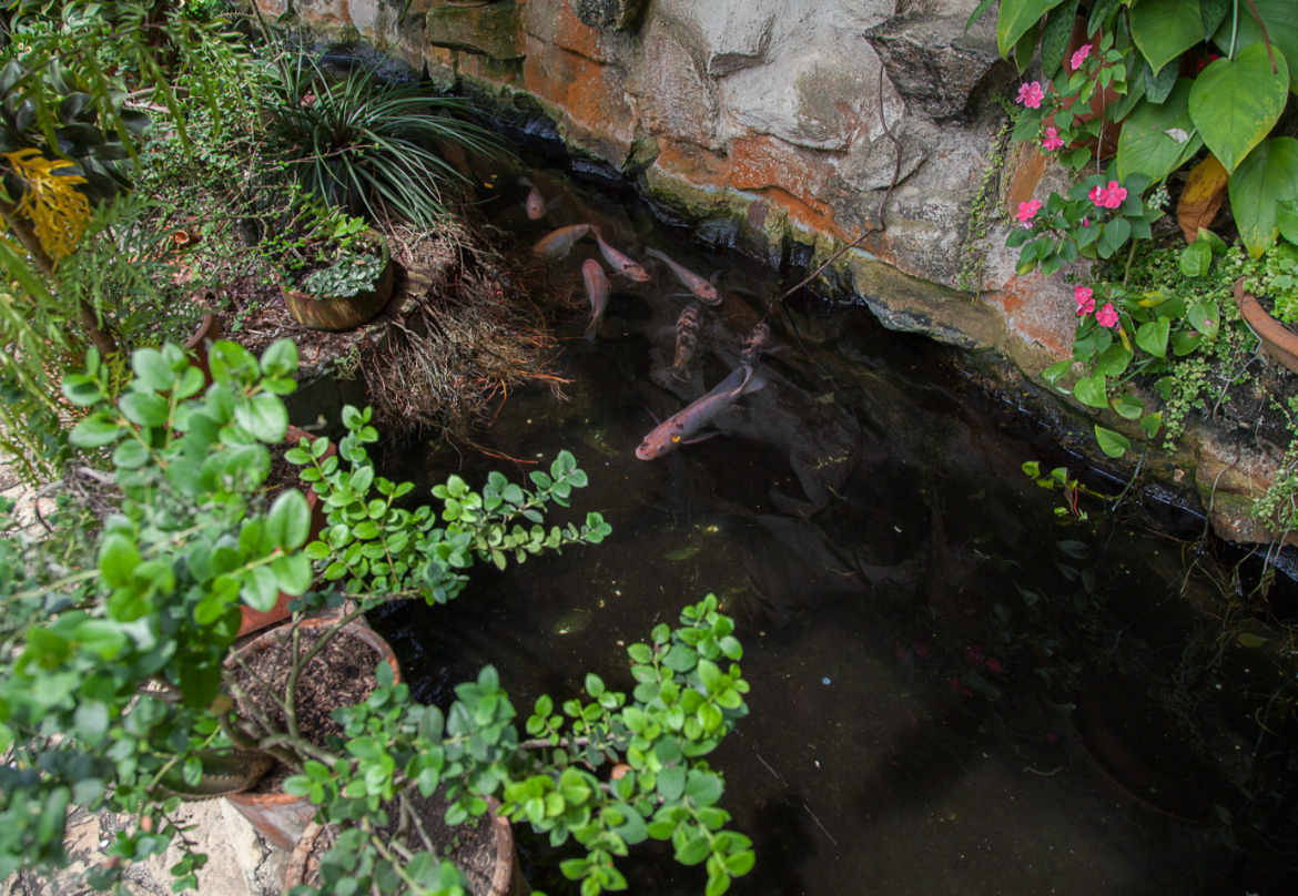 SE VENDE Y SE ALQUILA CASA CAMPESTRE EXTERNA EN PANCE