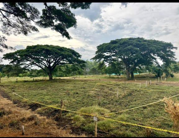 LOTES EN VENTA PARCELACION LA MARTINA II DESDE 200M2