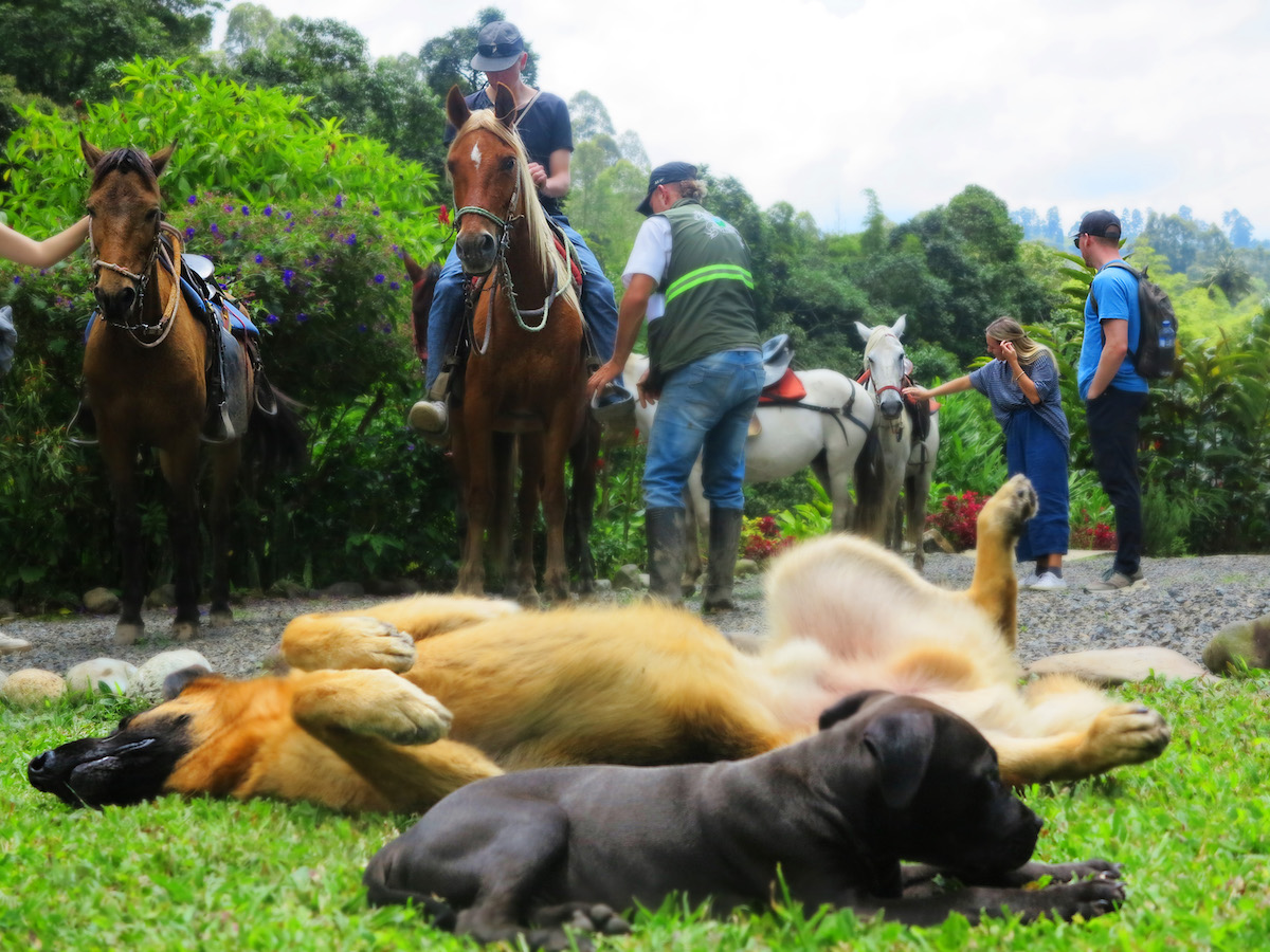 Oportunidad de Inversión en Eco-Lodge Frente al Río en Salento