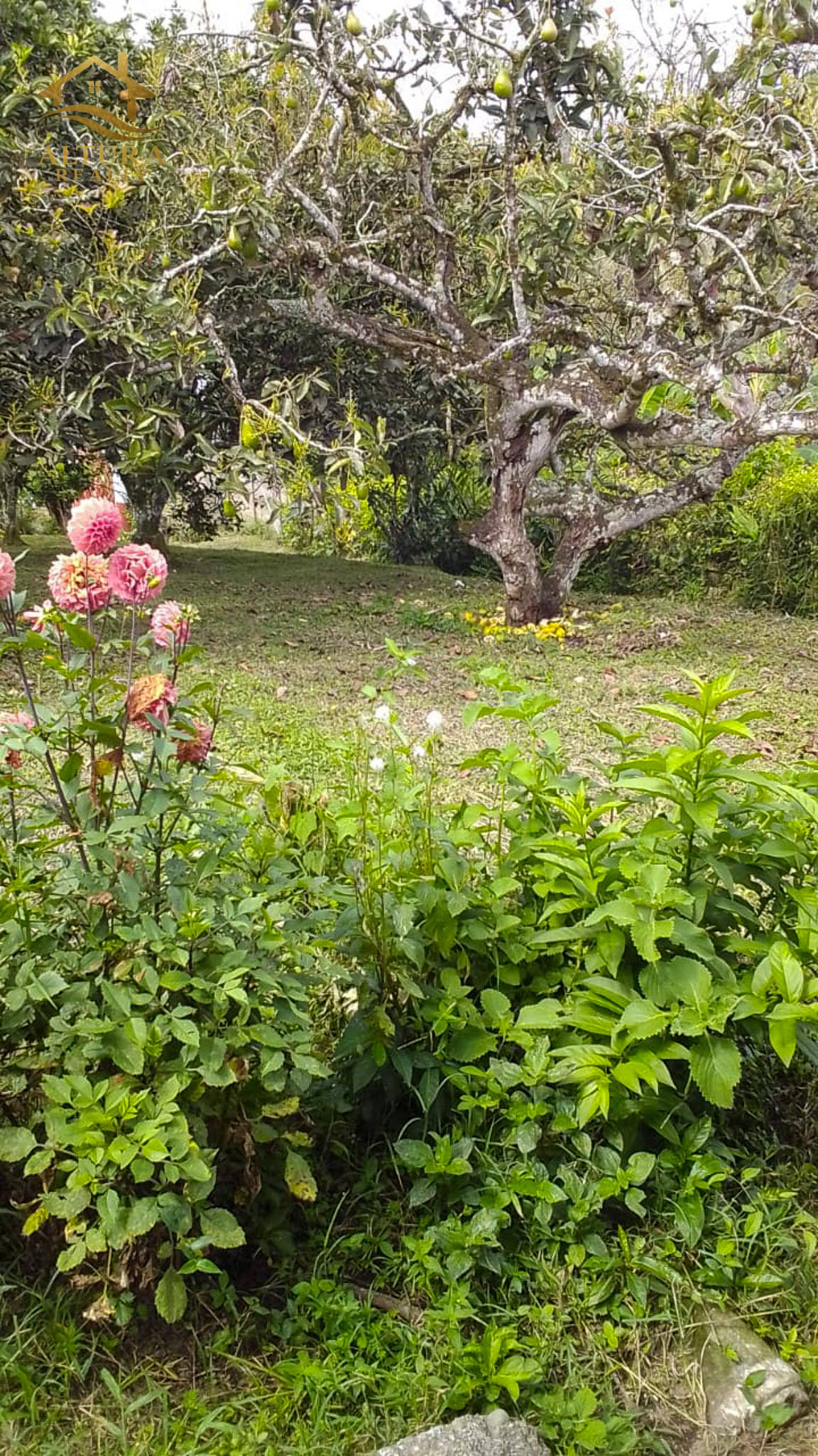 SE VENDE FINCA EN CIRCASIA QUINDIO