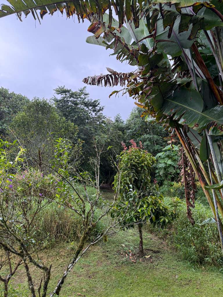 Filandia Exclusive Finca surrounded by native forest