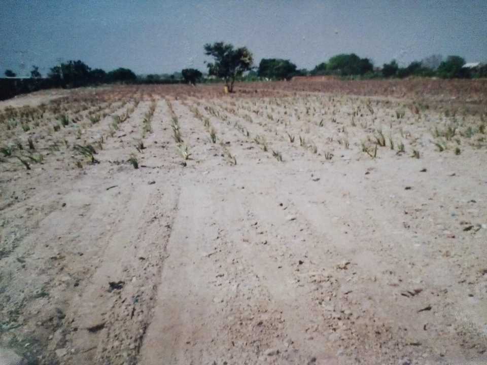Terreno en Venta Sector Los Cerritos Los Guayos AA-5442065 - Foto 5