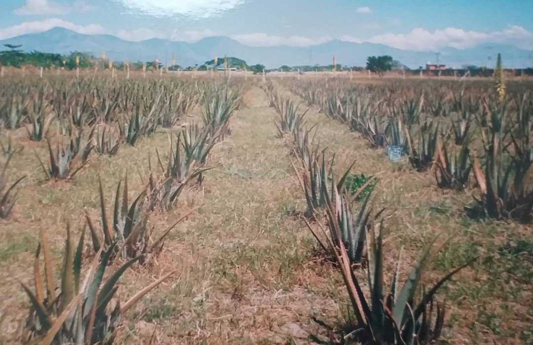 Terreno en Venta Sector Los Cerritos Los Guayos AA-5442065 - Foto 6