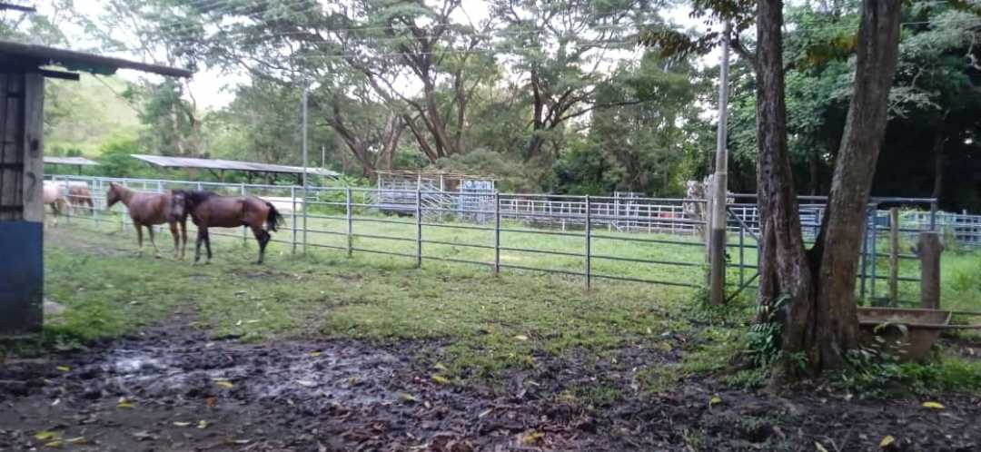 FINCA GANADERA EN VENTA, TINAQUILLO EDO COJEDES AG-7027144 - Foto 4