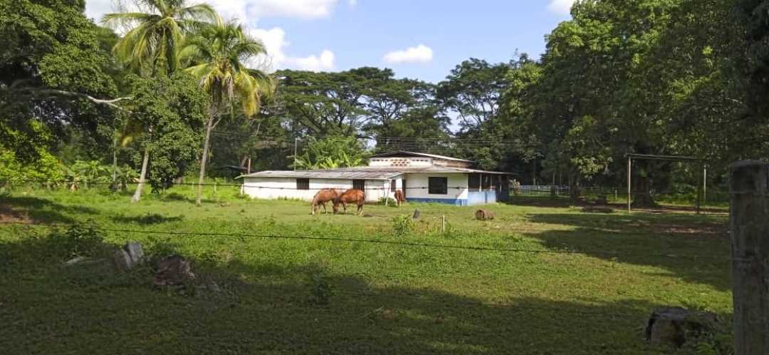 FINCA EN VENTA TINAQUILLO EDO COJEDES AG-7027217 - Foto 3