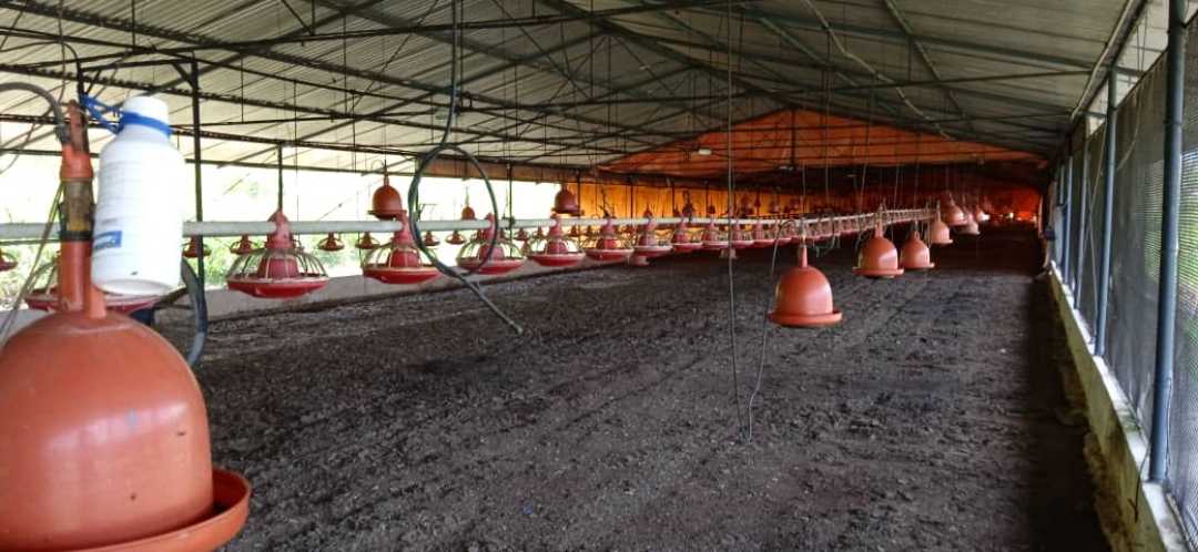 FINCA EN VENTA TINAQUILLO EDO COJEDES AG-7027217 - Foto 9