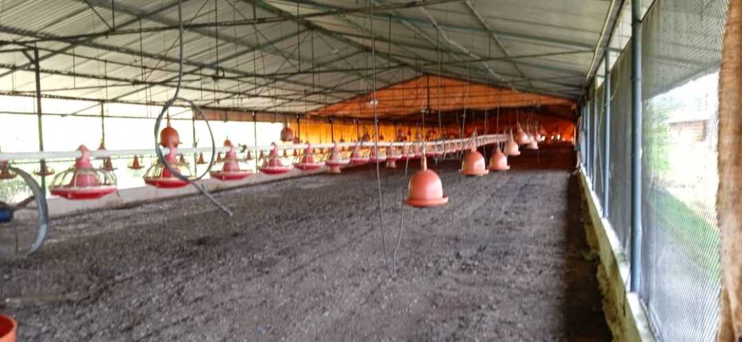 GRANJA AVÍCOLA EN VENTA, TINAQUILLO EDO COJEDES AG-7026866 - Foto 5