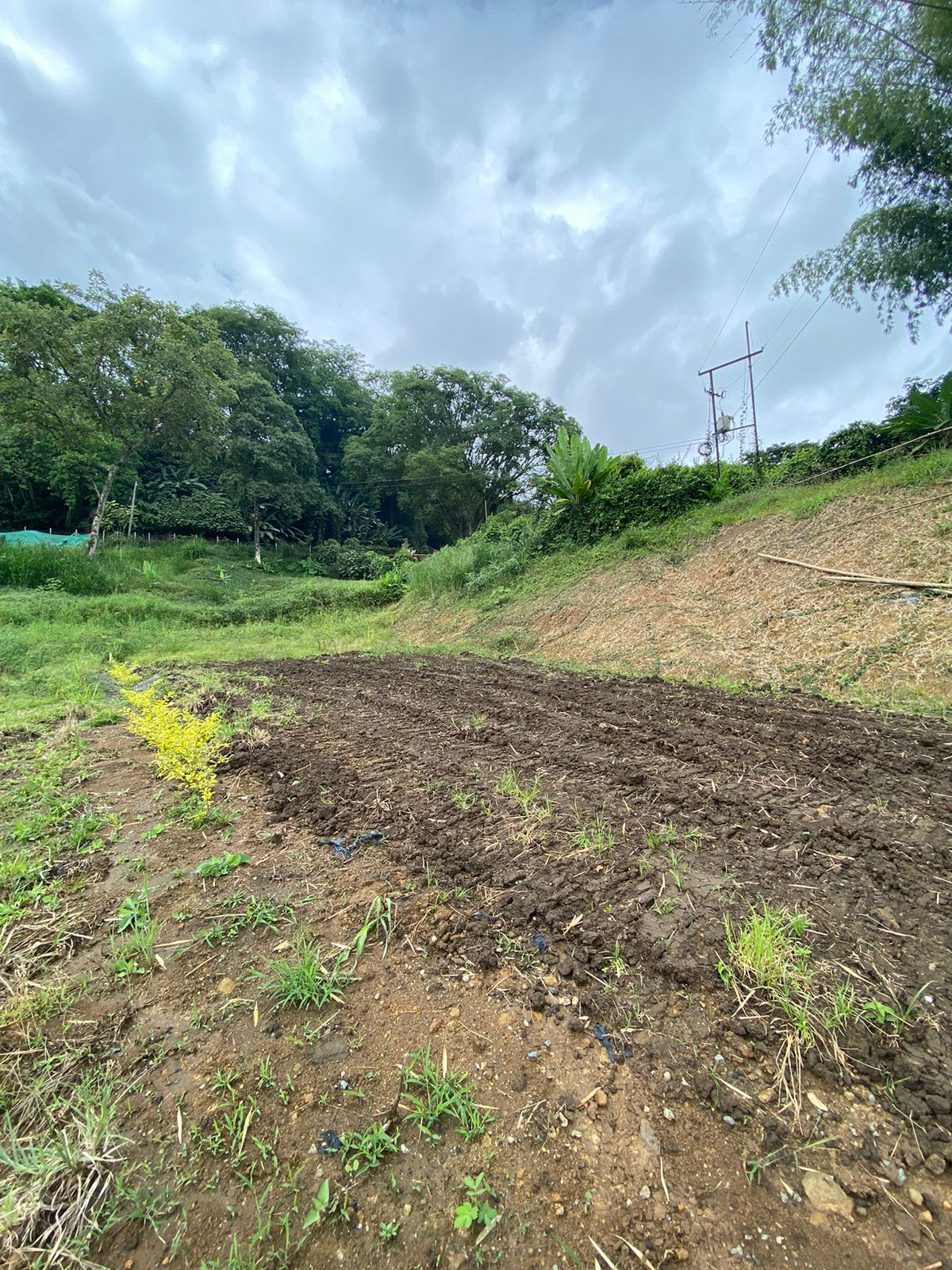 Lote en Venta Santagueda Palestina Caldas