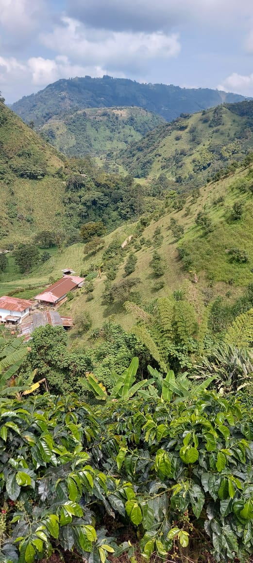 Venta Finca Duplex  Vereda Llanitos Villamaria