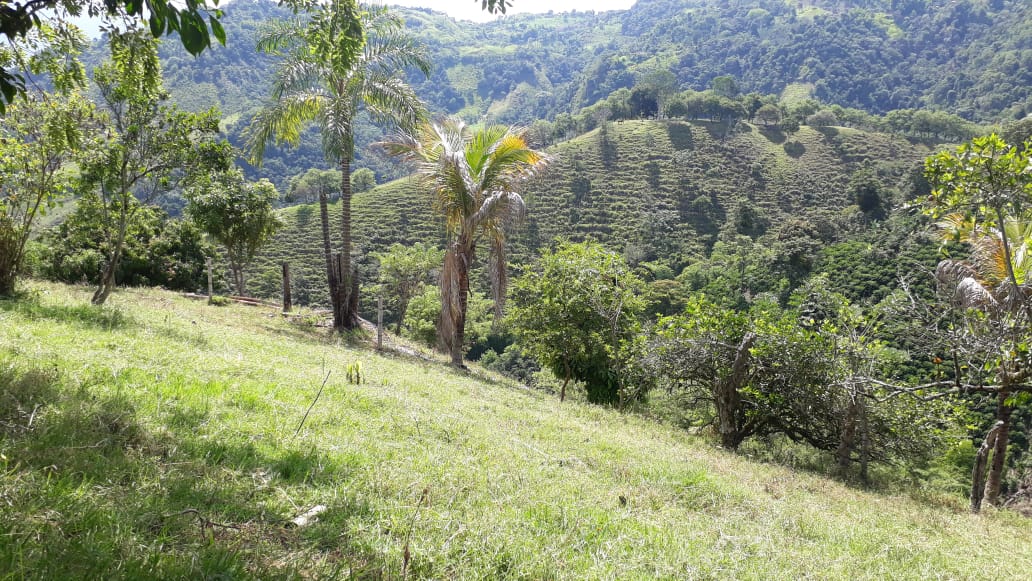 Venta de Finca  Filadelfia Caldas