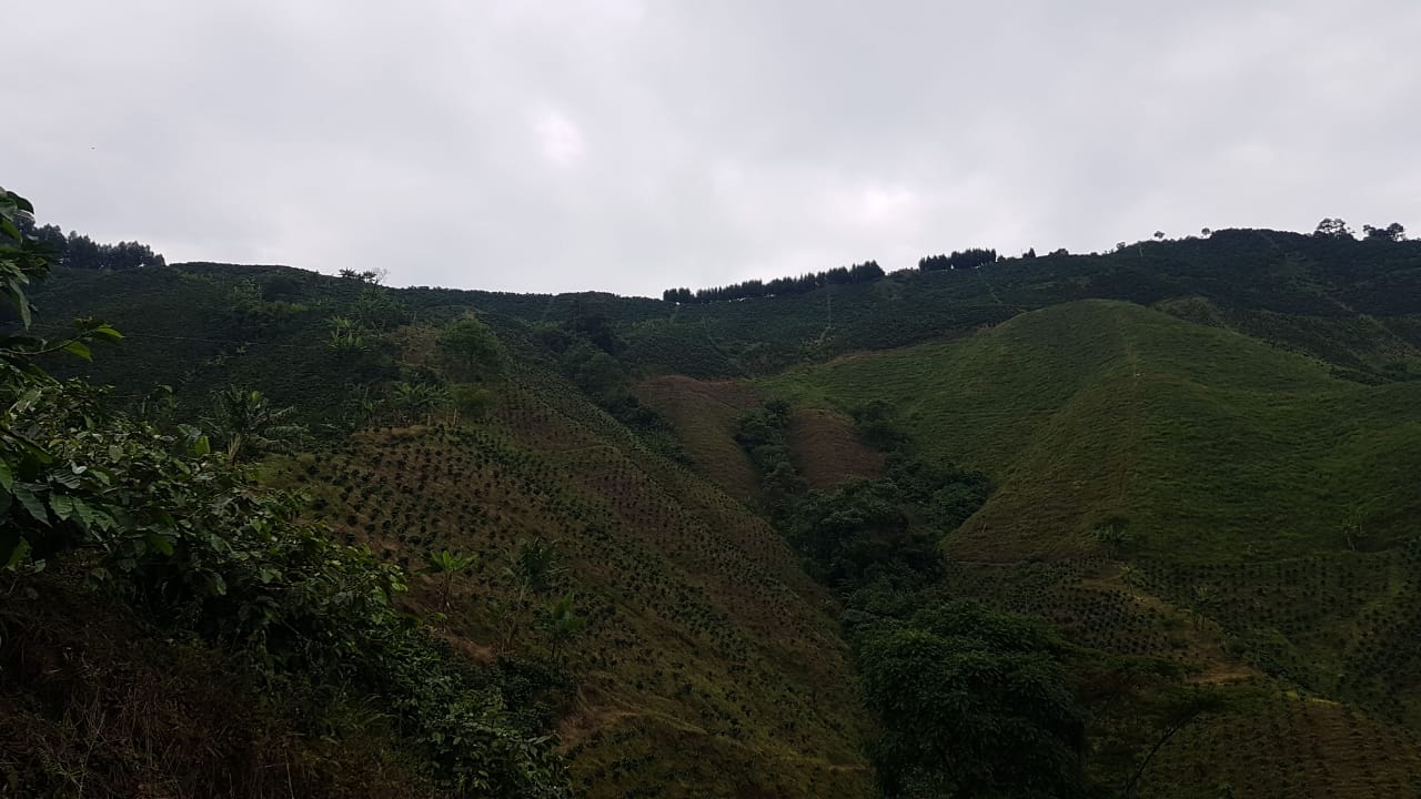 Vendo Finca De Produccion Chinchina Caldas