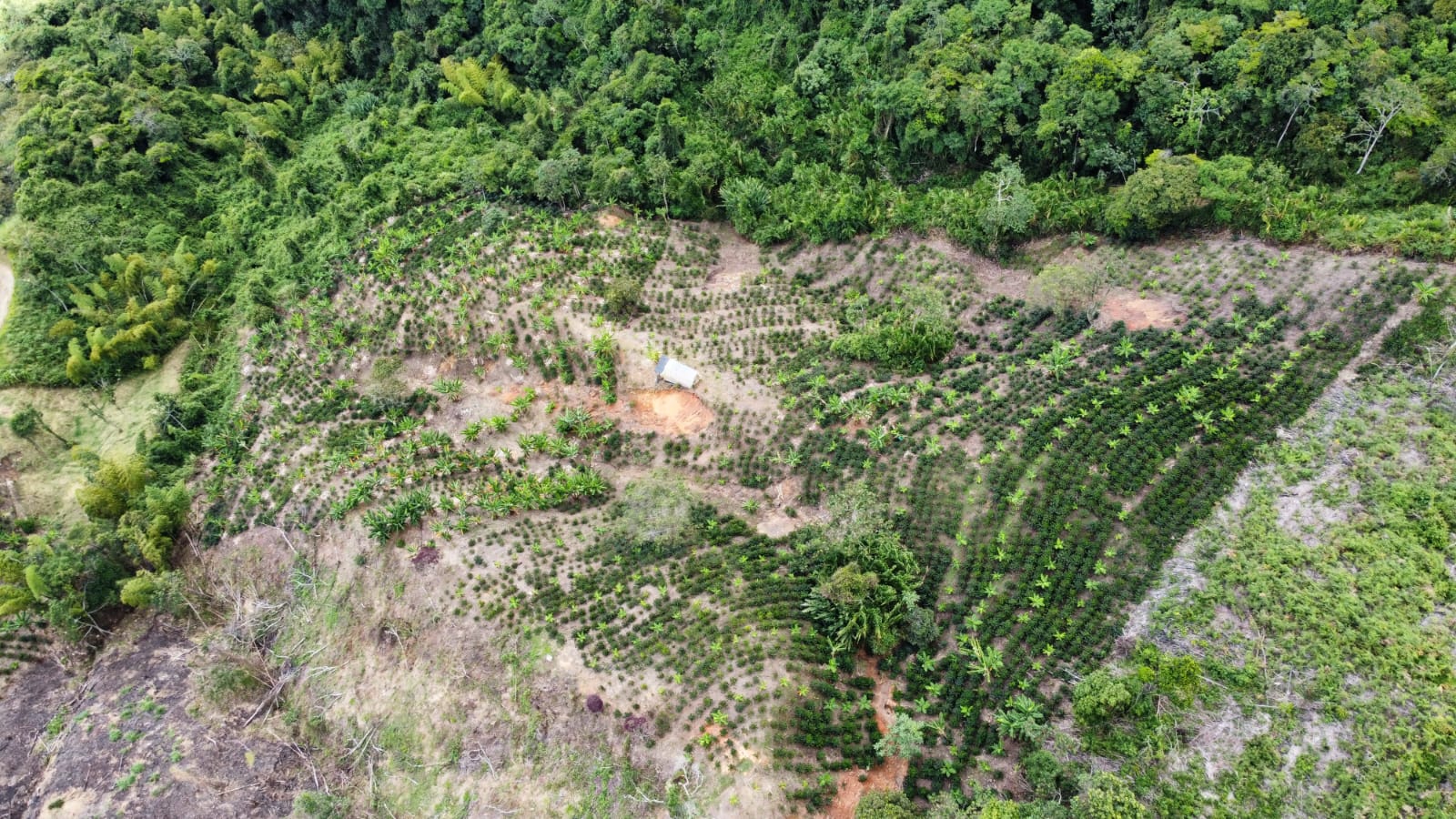 Imagen de FINCA EN VENTA 