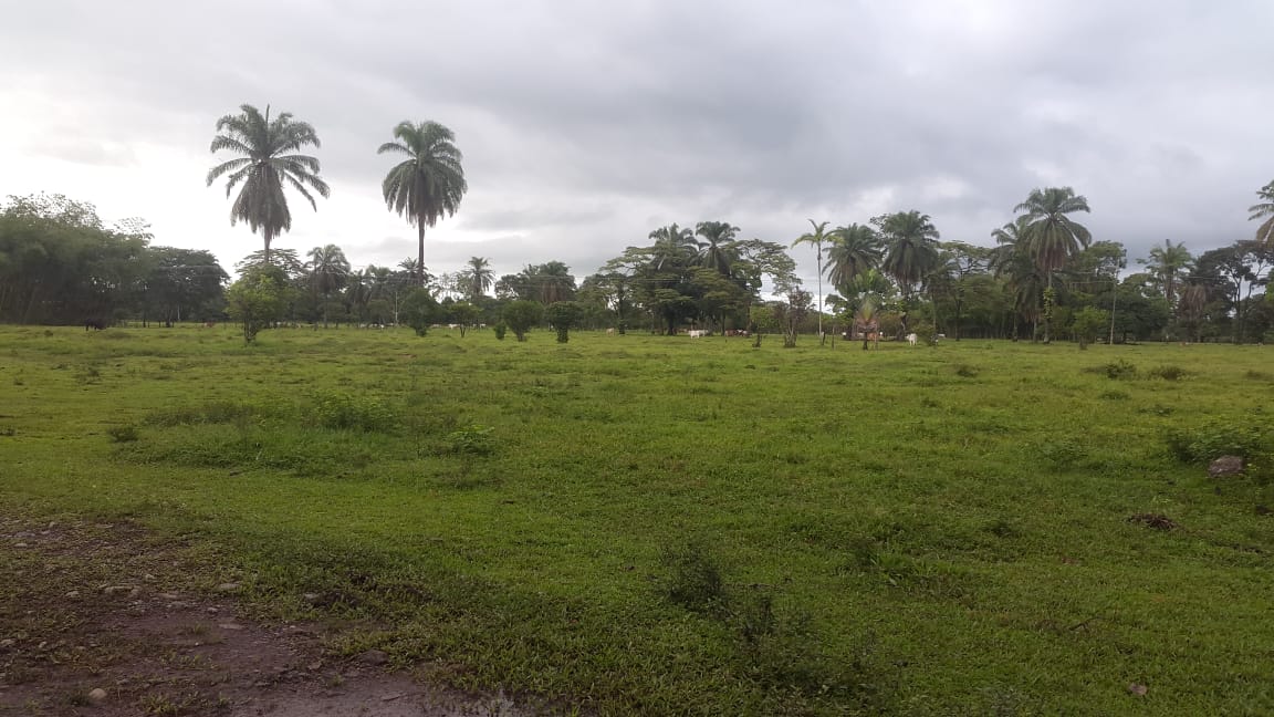 VENTA PERMUTA FINCA RESTREPO CUMARAL META