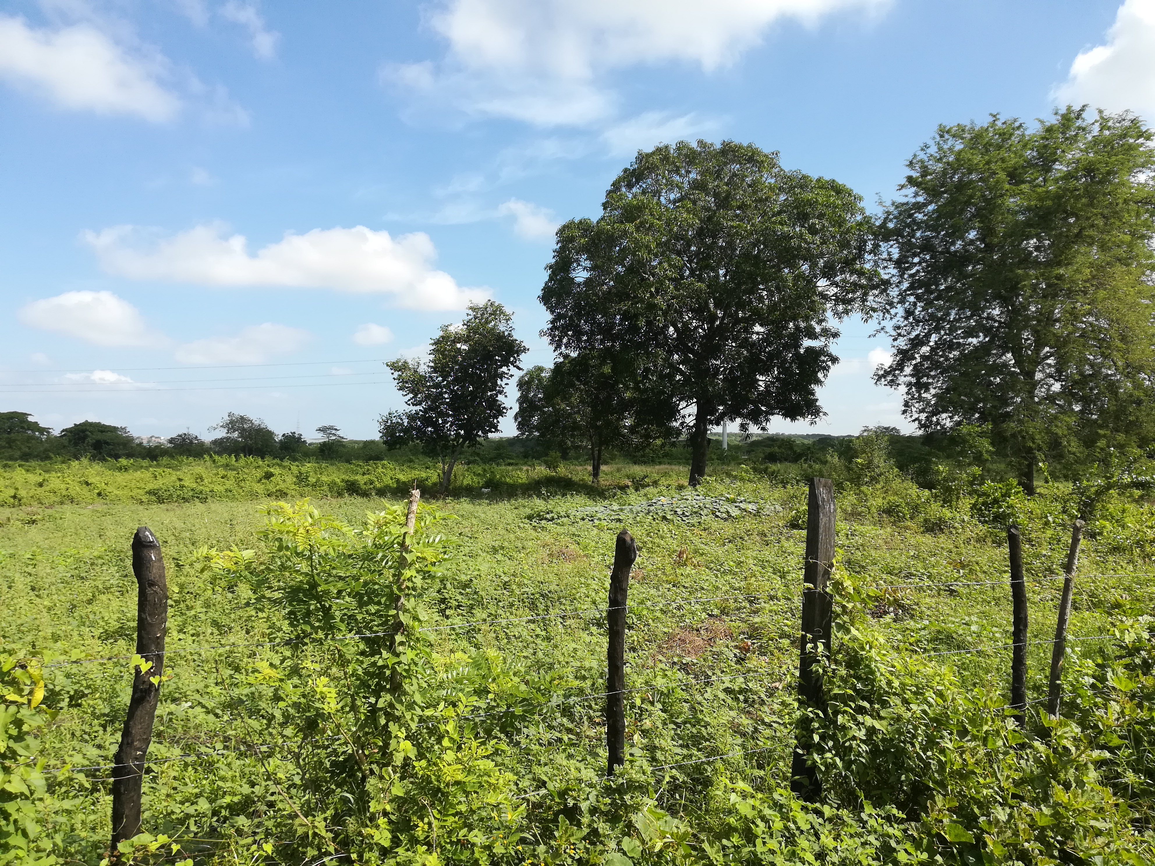 Cartagena Venta de Lote Mamonal