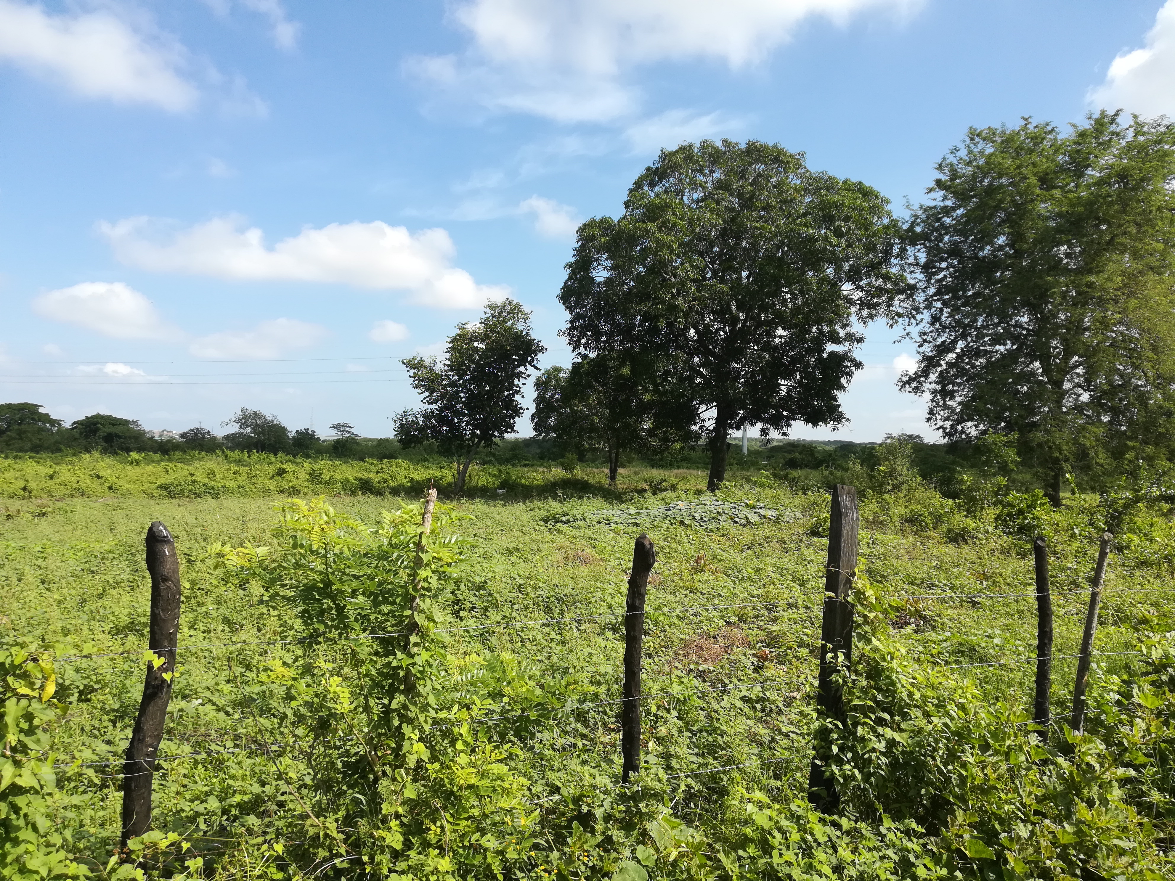 Cartagena Venta de Lote Mamonal