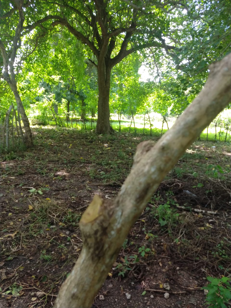 Lote en Venta, Tierra Bomba, Cartagena.