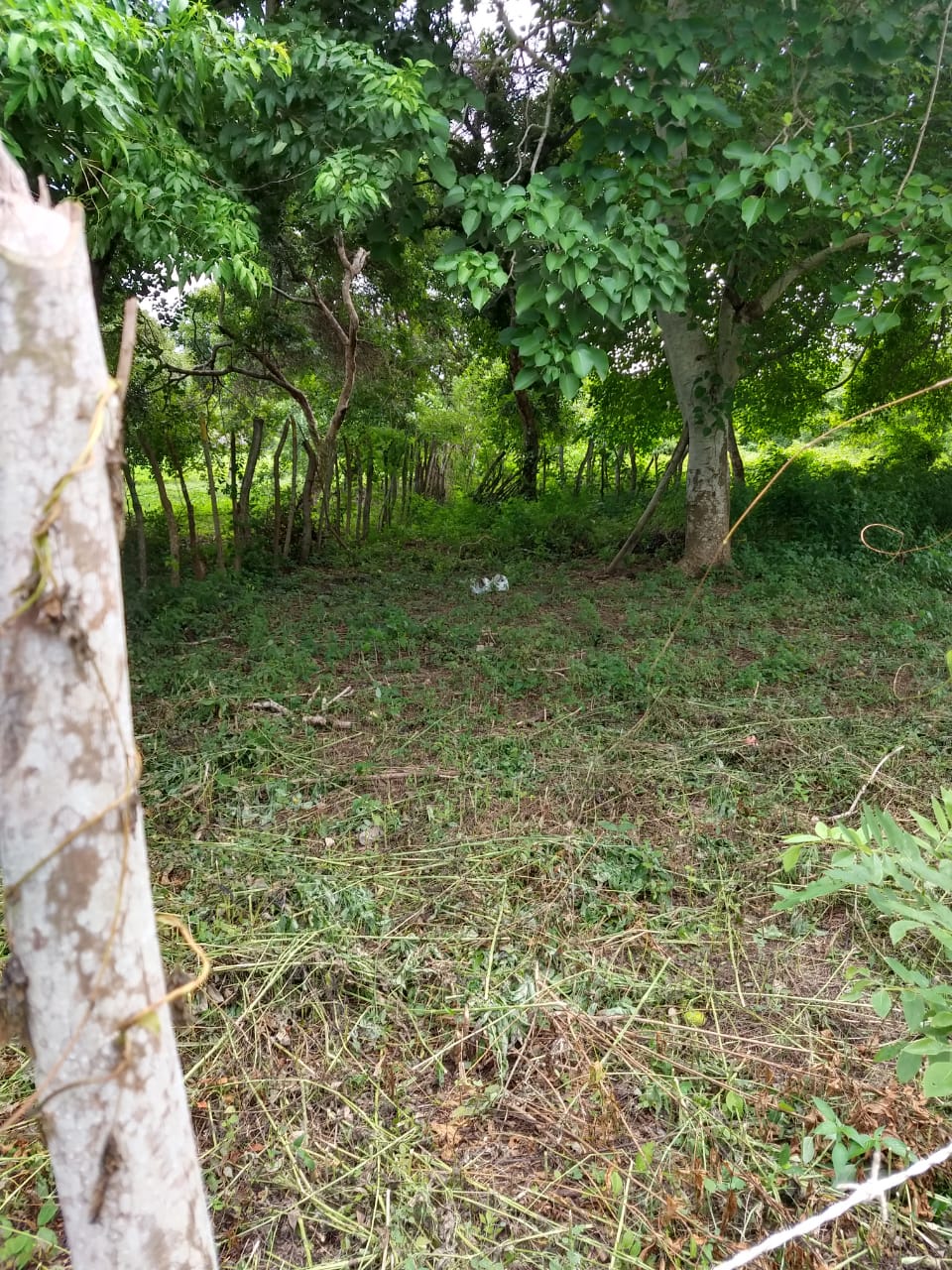 Lote en Venta, Tierra Bomba, Cartagena.