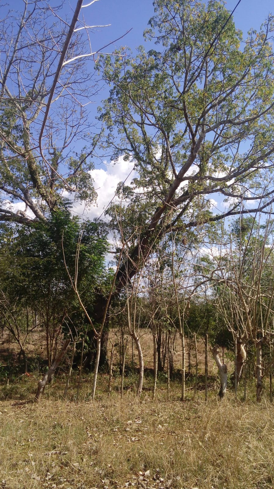 FINCA EN VENTA, GAMBOTE - CARTAGENA