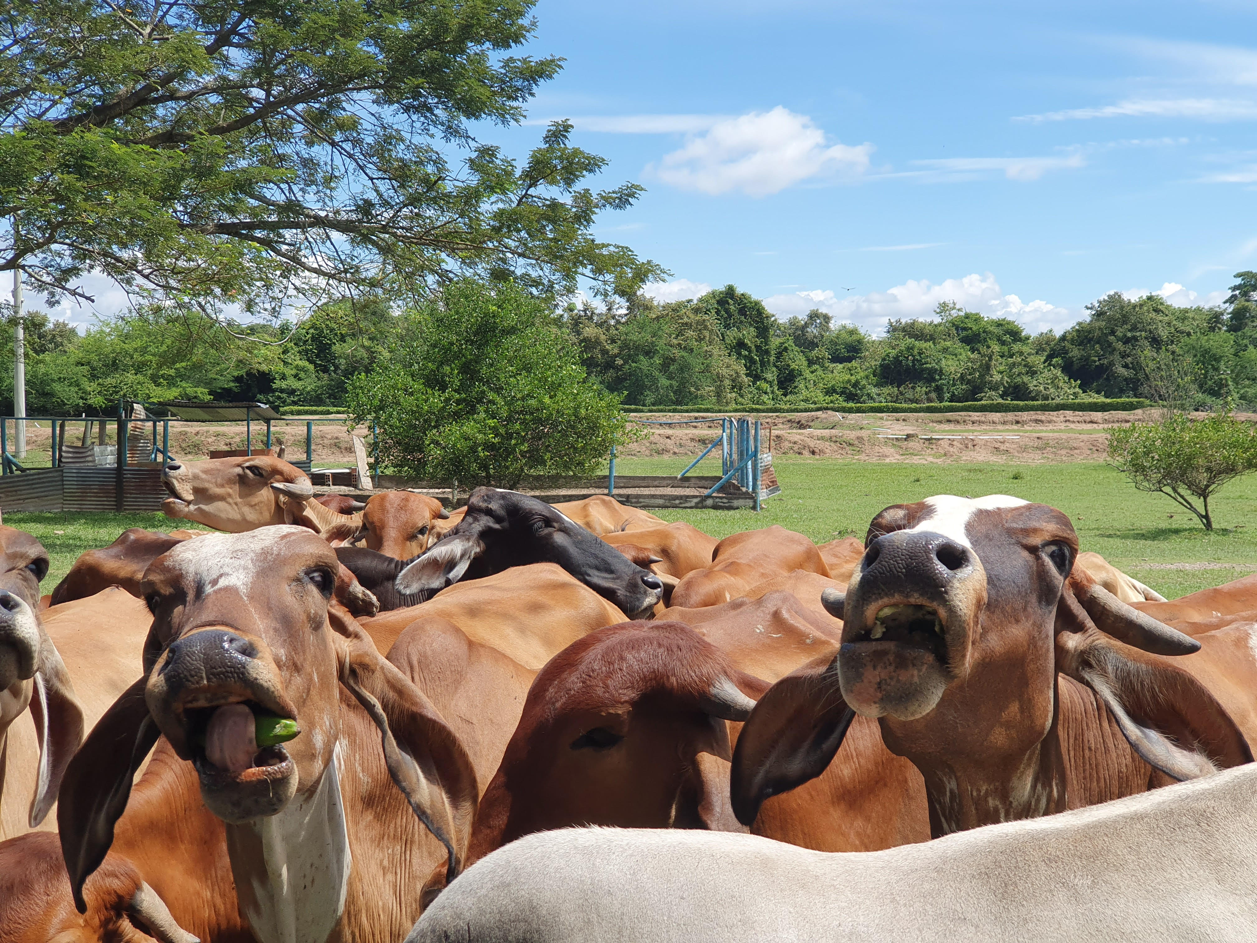 Cartagena Venta de Finca Purificación