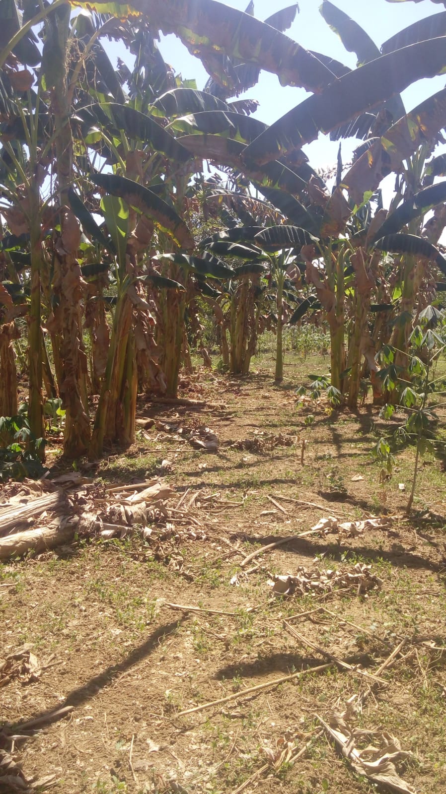 FINCA EN VENTA, GAMBOTE - CARTAGENA