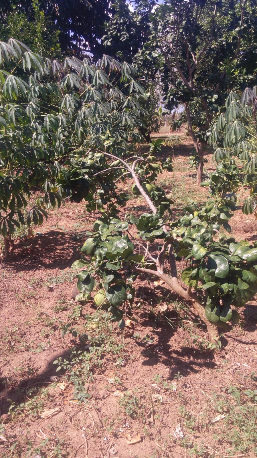 FINCA EN VENTA, GAMBOTE - CARTAGENA