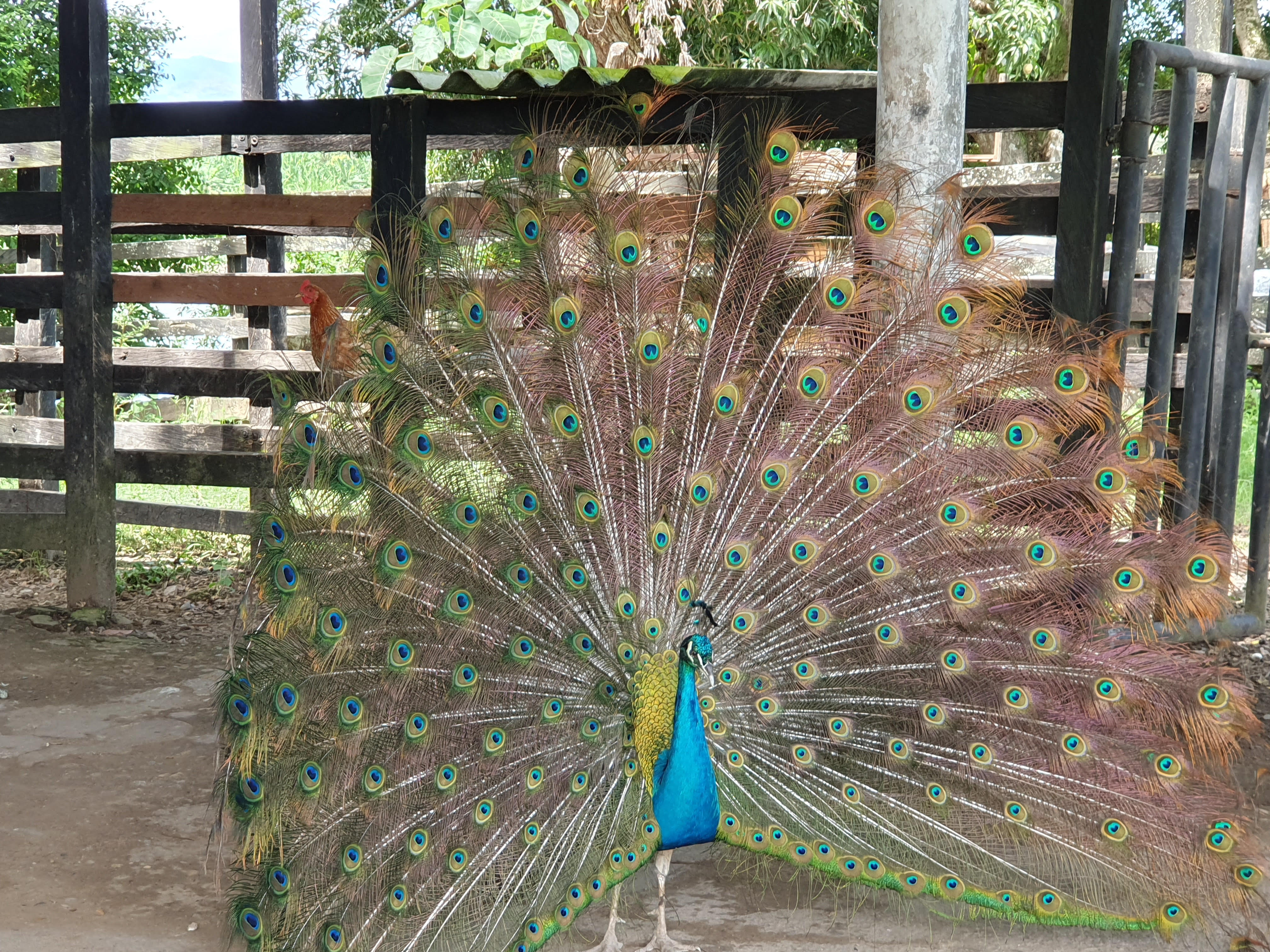 Cartagena Venta de Finca Purificación