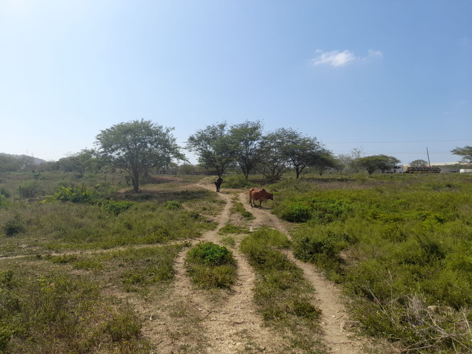 LOTE EN VENTA VARIANTE VÌA MAMONAL - CARTAGENA