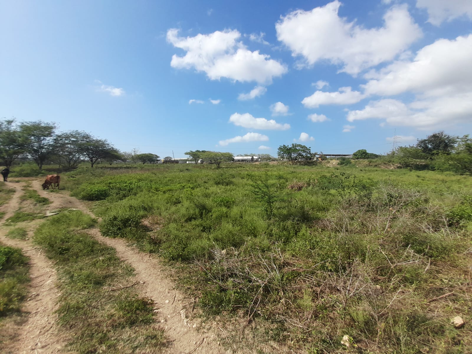 LOTE EN VENTA VARIANTE VÌA MAMONAL - CARTAGENA