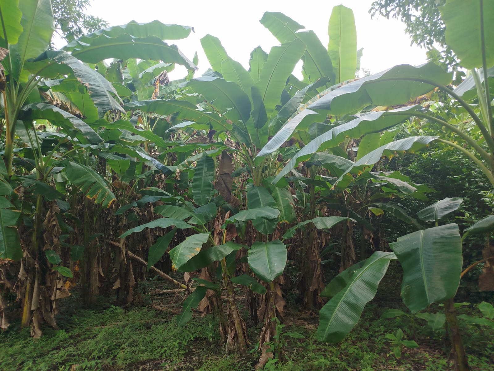 FINCA EN VENTA SANTA ROSA - CARTAGENA