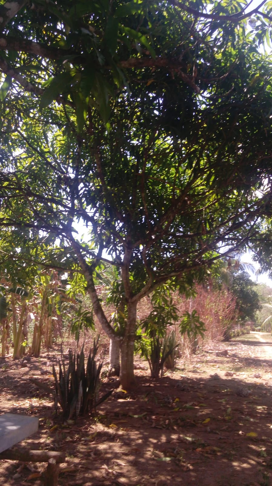FINCA EN VENTA, GAMBOTE - CARTAGENA
