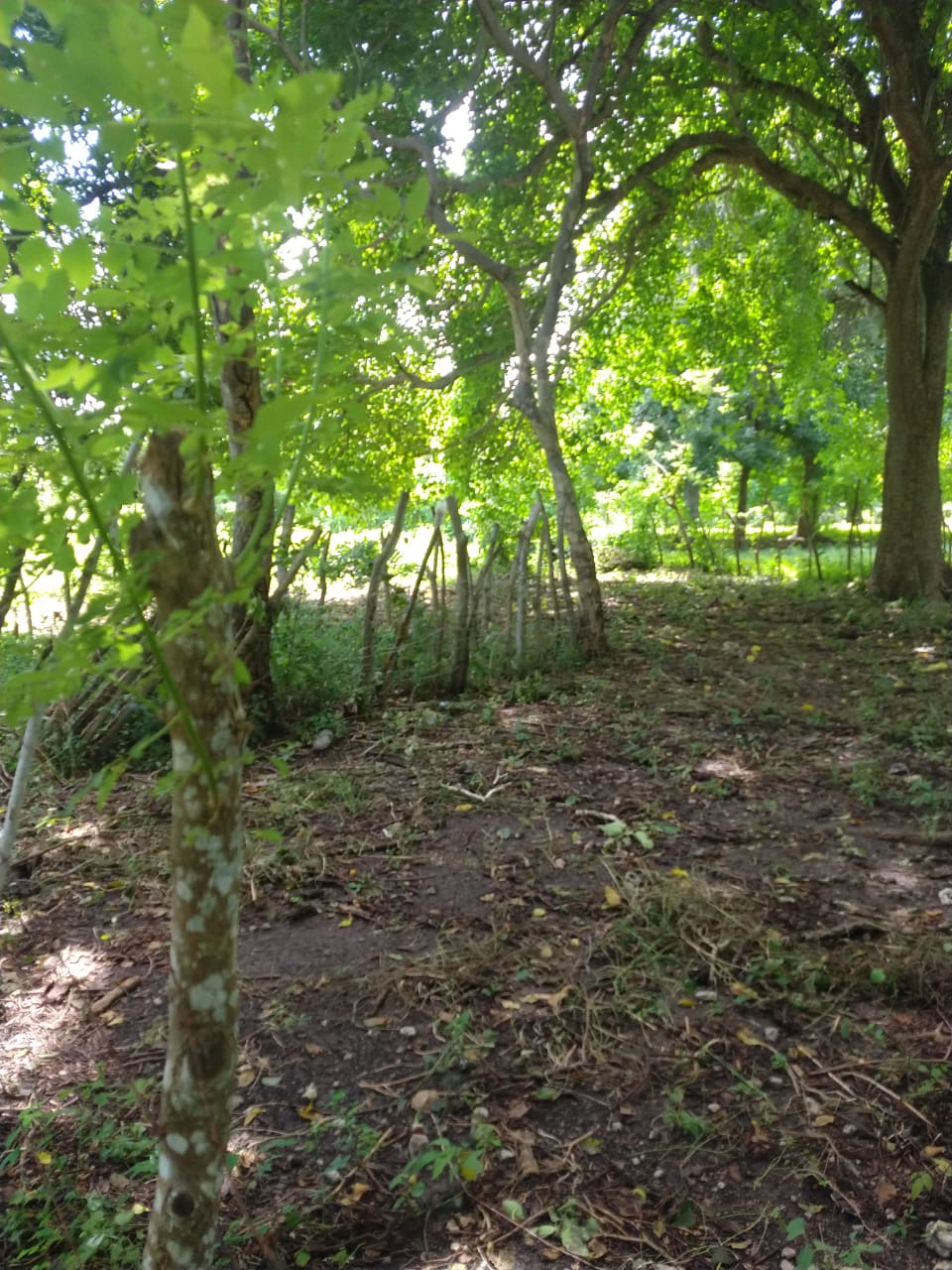 Lote en Venta, Tierra Bomba, Cartagena.